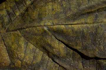Foglie Autunnali Macro 5
