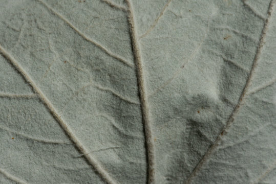 Foglia Bianca Macro