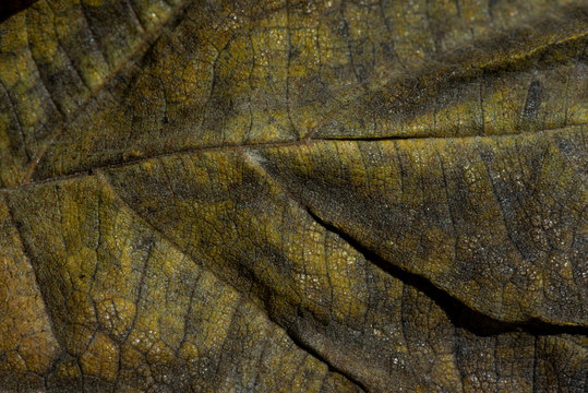 Foglie Autunnali Macro 5