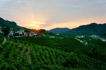 Fototapeta na wymiar Sunrise in prosecco vineyards in Valdobbiadene, Italy