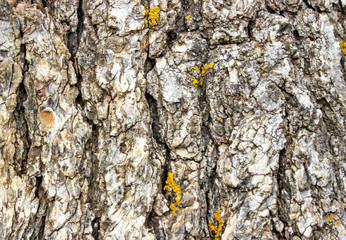 A yellow moss on the juniper branch