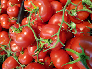 Pomodori