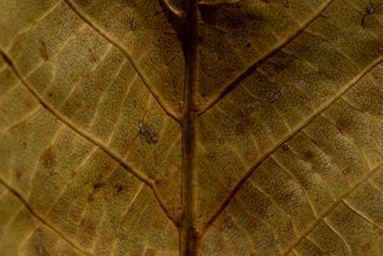 Foglie Autunnali Macro Dettaglio