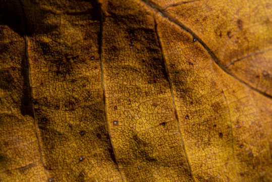 Foglie Autunnali Macro