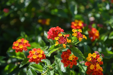 Decorative Red and Orange Flowers at Morning by Summer
