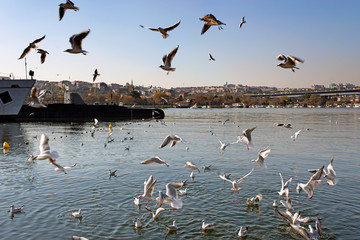 A view of a submarine, sea and seagulls and cityscape of Istanbul