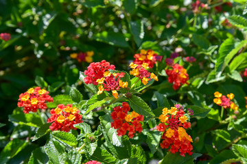 Decorative Red and Orange Flowers at Morning by Summer