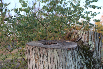tree stump nature scene woods outdoors bark