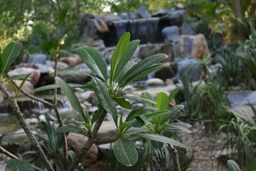 waterfall in the background