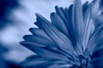 Beautiful macro shot of tropical plant in trendy classic blue color. Nature concept 2020. Natural background with shallow depth of field.