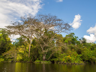 Fototapeta premium Amazonia