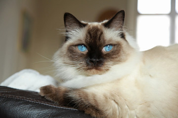 Chat Ragdoll aux yeux bleu intense