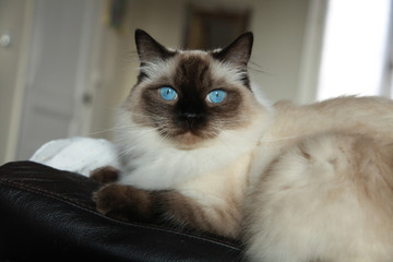 Chat Ragdoll aux yeux bleu intense