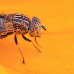insect ommateum
