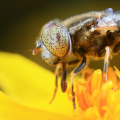 insect ommateum
