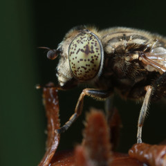 insect ommateum