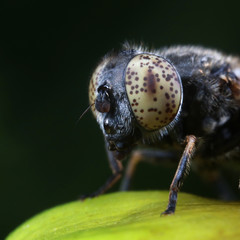 insect ommateum