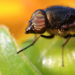insect ommateum