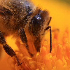 insect ommateum