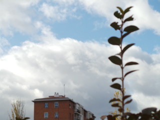 Madrid Building & Flower 2