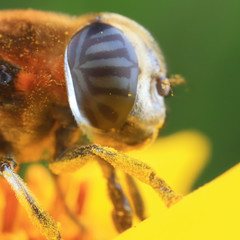insect ommateum