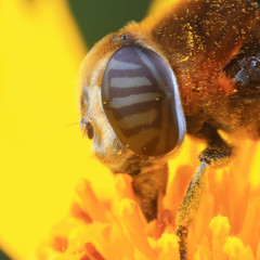 insect ommateum