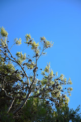 Pine Trees at Morning by Summer
