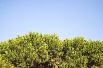 Obraz premium Beautiful pine forest on the blue sky background.