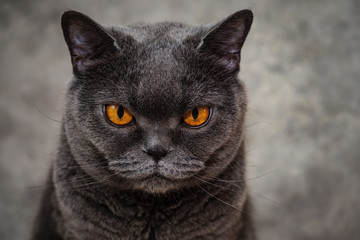 Portrait of British shorthair cat. Close up portrait