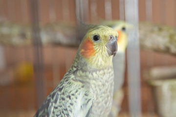 Parakeets . Green wavy parrot sits in a cage . Rosy Faced Lovebird parrot in a cage . birds inseparable . Budgerigar on the cage. Budgie parakeet in birdcage. Parrot