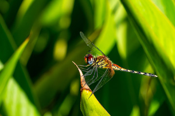 Banded groundling dragonfly (Brachythemis leucosticta) resting on a branch twig, Entebbe, Uganda