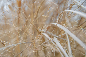 Dry yellow plants in the meadow before the first frost