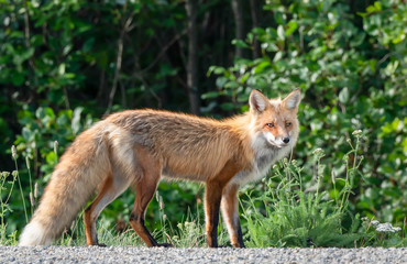 A fox in the wild looking for a meal