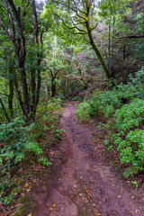 Hiking trail in Anaga (Tenerife, Canary Islands - Spain).
