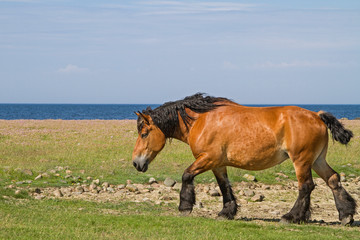 Fototapeta premium Schimmel im Naturreservat Morups Tange