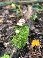 Mushroom on Moss