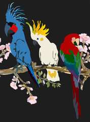 Three vibrant cockatoo parrots are sitting on tree branches in delicate pink flowers seamless vector illustration. Picture with exotic bird on blue background. Endless pattern.