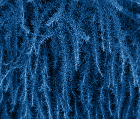 Blue leaves textured background. Color of the year concept. Pantone color of 2020 year. Texture from plants. Greenery background toned in blue