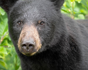 Fototapeta premium Black Bear in the wild looking for a meal