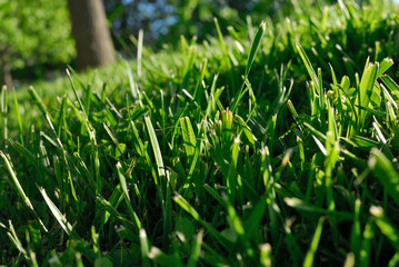 Blades of grass with a tree in the park 