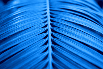 Fototapeta premium Palm leaf on dark background. Color of year 2020.