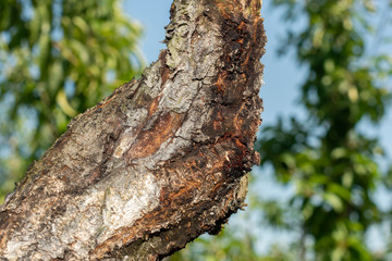 diseased bark and trunk of a peach and nectarine tree. Close-up macro, rot and garden pests