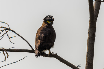 Crested serpent eagle perced