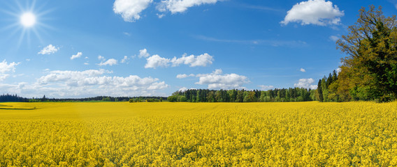 Blühendes gelbes Rapsfeld am Waldrand im Sonnenschein