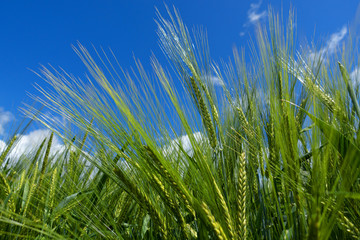 Junge grüne Gerste auf einem Feld in Nahaufnahme vor blauem Himmel mit leichten Wolken
