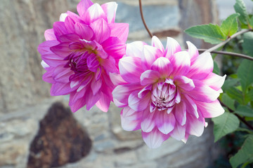 Obraz premium macro Pink and white peony blooms against grey stone wall 
