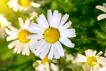 Obraz na płótnie Canvas White Daisy on blurred background close up top view