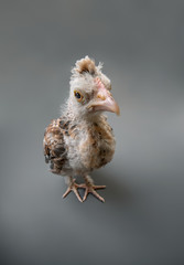 one baby bird chicken