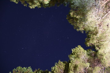 Night Sky with Pine Trees