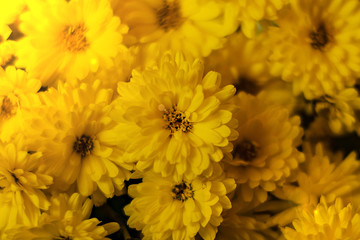 many yellow flower round many petals top view closeup